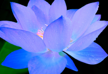 Mavi lotus çiçeği