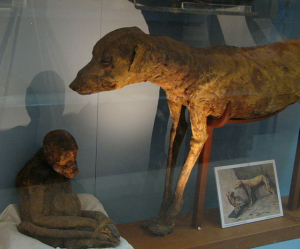 Antik Mısır Köpek